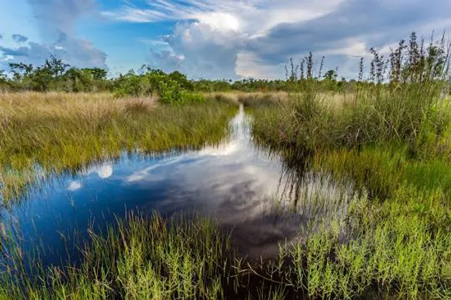 Alligator Hill Trail