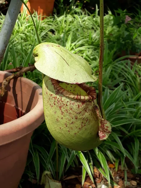 Pitcher Plant Garden
