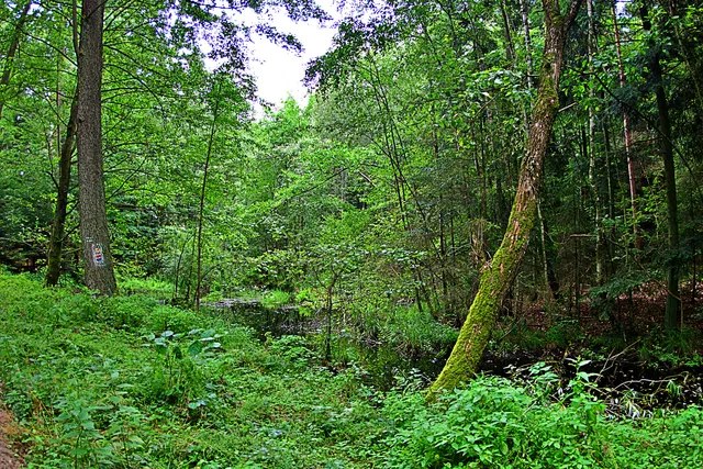 Rezerwat przyrody Jodły Ostrzeszowskie
