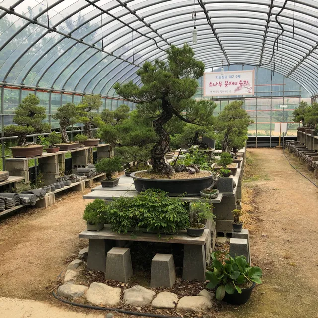 The Museum of Guojok-Walnut