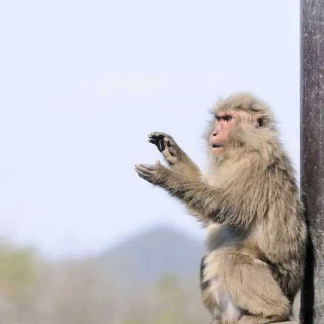 Japan Monkey Park