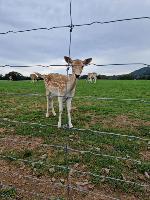 Nunkircher Wildgehege