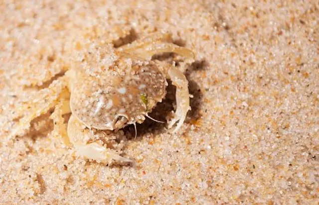 Praia da Ilha da Culatra