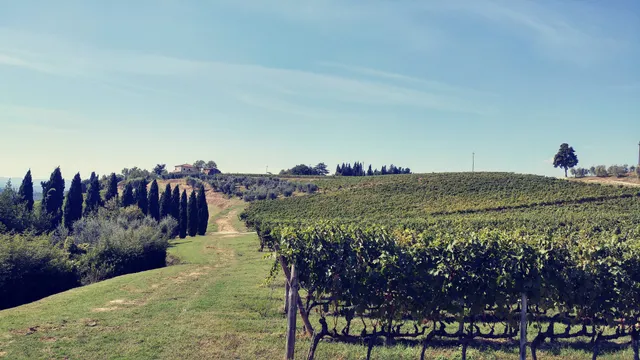 Gruppo Italiano Vini S.p.A.