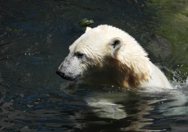 Polar Bear World - Franz Josef Land
