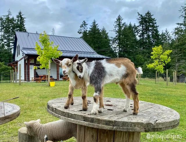 Yellow Point Farms Ltd.