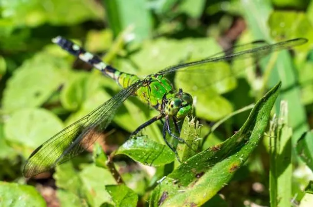 Bluebird Springs Park