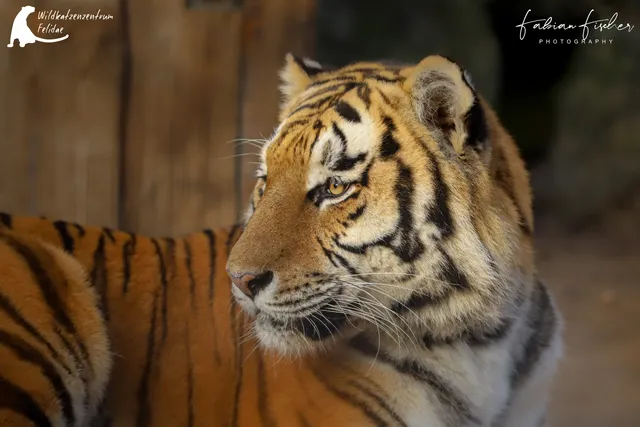 Wildkatzenzentrum Felidae