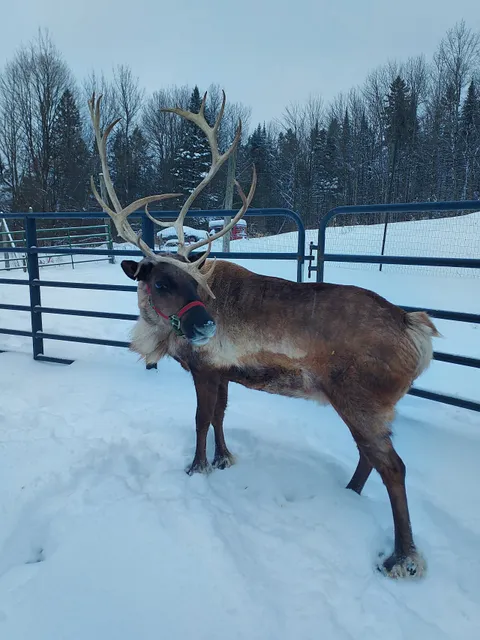Vermont Reindeer Farm