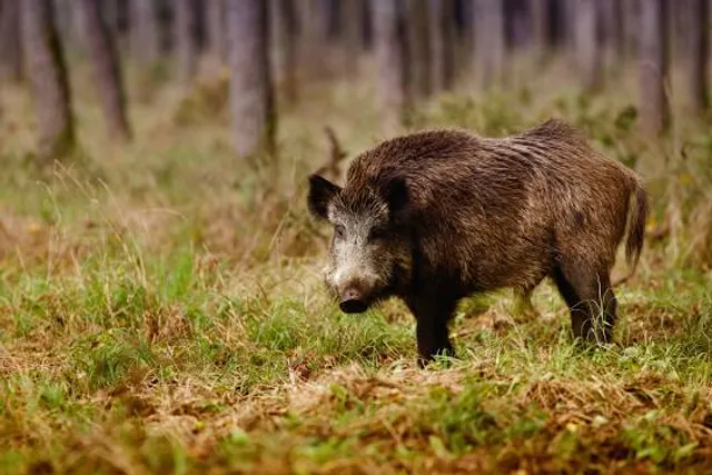 Pákozdi Pagony Vadaspark és Arborétum