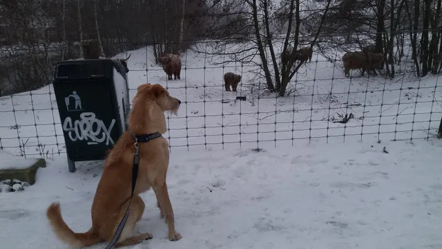 Arabian Saluki Center