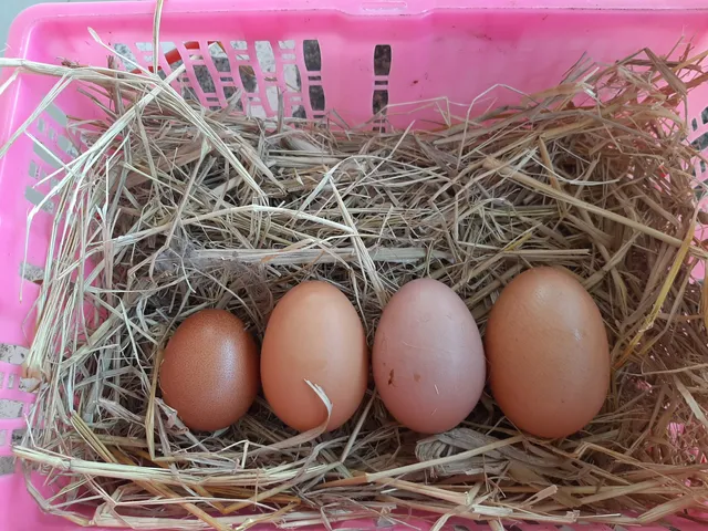 ออนิวฟาร์ม ไก่ไข่อารมณ์ดี