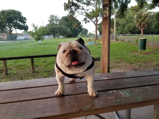 West Dog Park