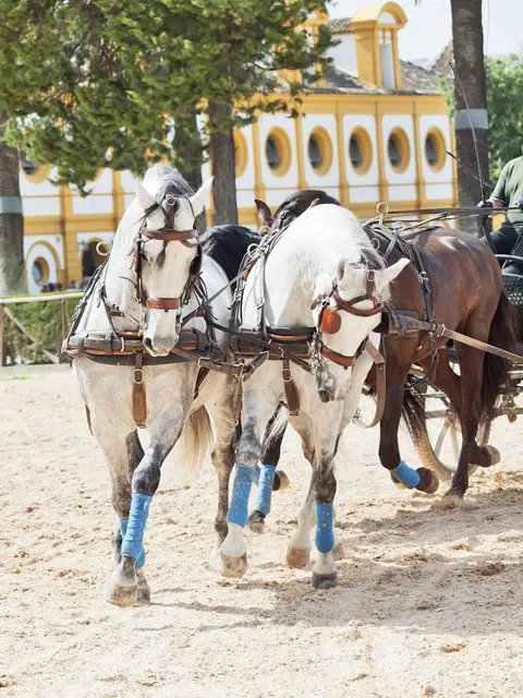 Royal Andalusian School of Equestrian Art