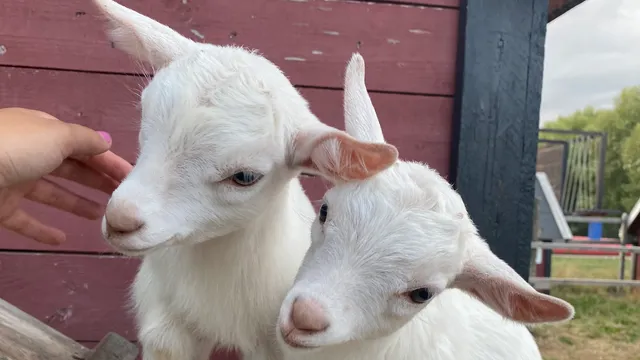 Barnens Gård AB Karlskrona