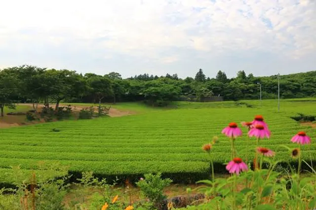 Osulloc Green Tea Field