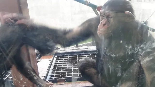 Chimpanzee House