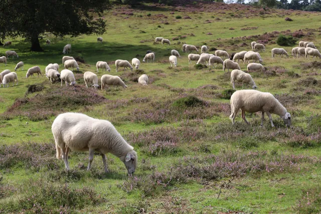 Schaapskooi Rhedense Schaapskudde