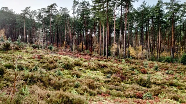 RSPB Farnham Heath