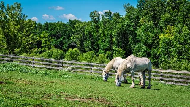 Falconcrest Birds of Prey Park