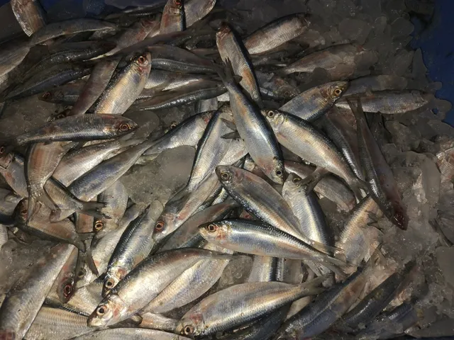 VRI Fish wholsale commission market