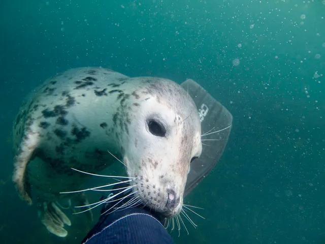 Seal Snorkelling Adventures