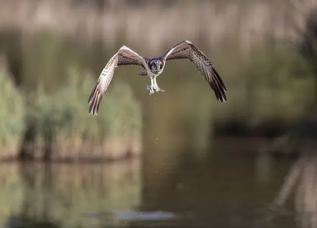 Spinnies Aberogwen North Wales Wildlife Trust Nature Reserve