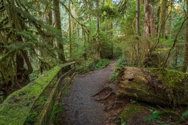 Quinault Loop Trailhead