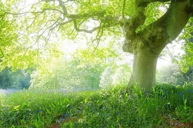 Dream Forest Langkawi