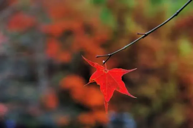 Byron Bay Wildlife Sanctuary
