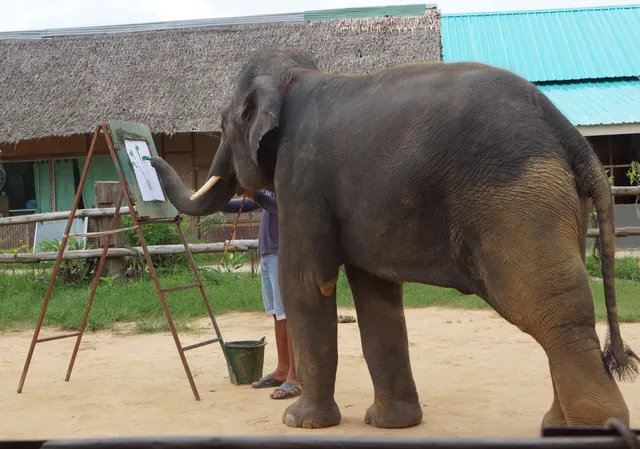Maha Wang Elephant Camp