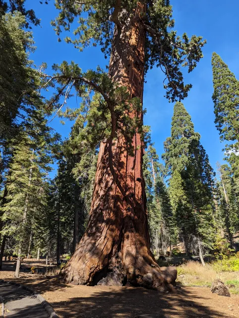 Trail of 100 Giants Trailhead