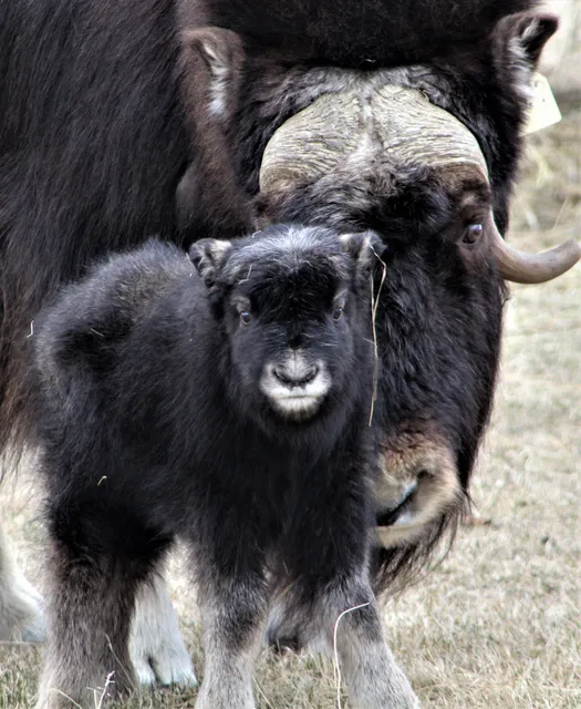 The Musk Ox Farm