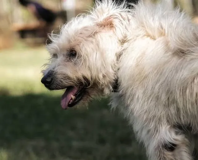 The Clark Hatch Bark Park at Diamond Head