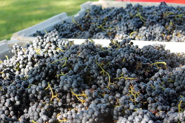 CeNita Vineyards, Winery & Tasting Room