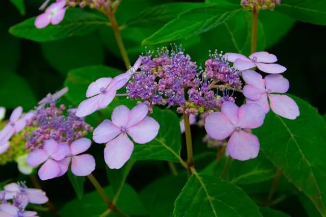 Charleston Convention & Visitors Bureau