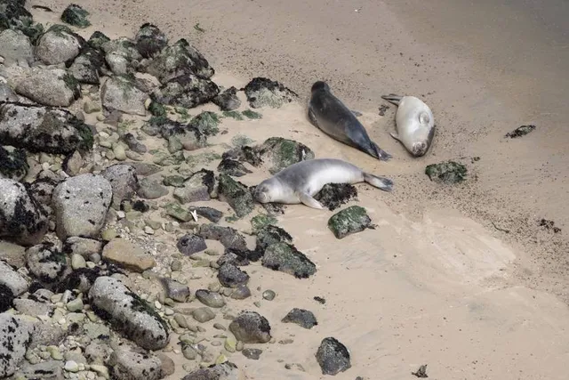 Elephant Seal Overlook