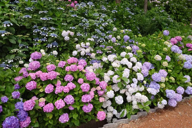 Nihonmatsu-ji Temple