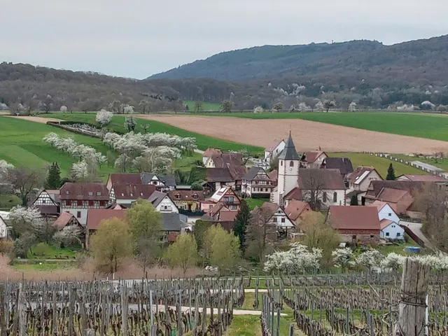 Cave Vinicole de Cleebourg