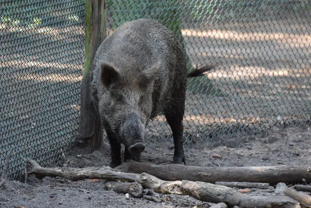 Wildgehege im Spandauer Forst