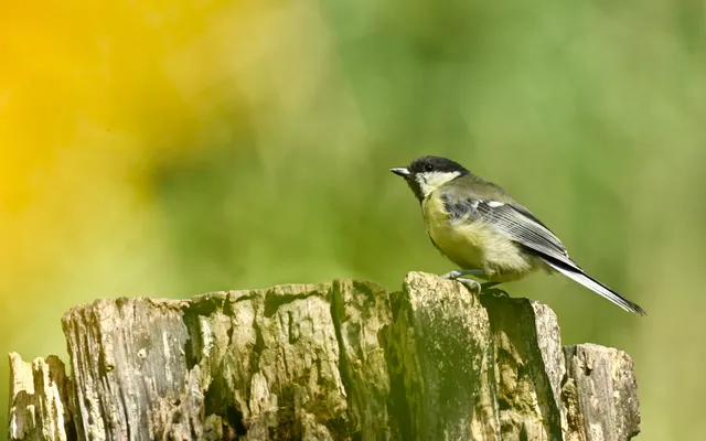 Fotohut, Schuilhut, de Vroege Vogelhut, dit is geen openbare hut, u kunt boeken via de website