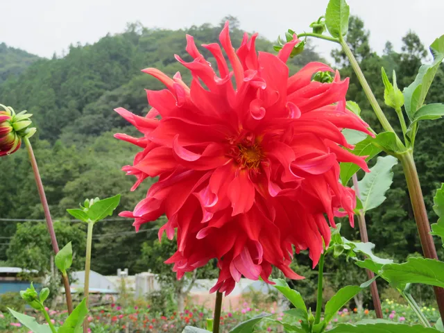 Mt. Ryokami Foothills Hana no Sato Dahlia Garden