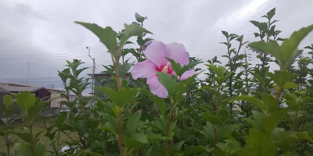 Haitekurandotokushimaminami Park