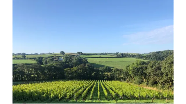 Velfrey Vineyard