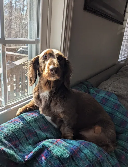 Dawn Campbell's Grooming