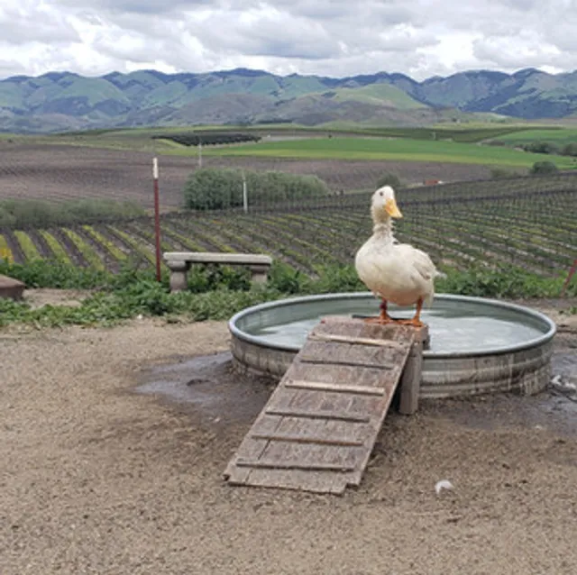 Happy Hen Animal Sanctuary