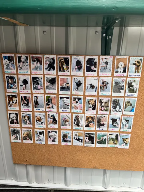 The Bubbly Tea Company