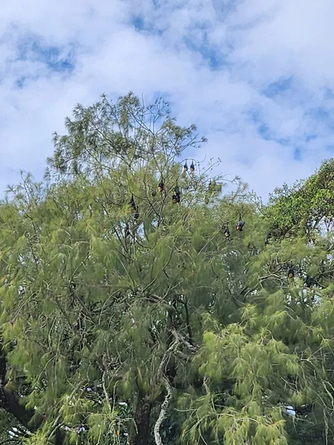 Pua-ko-Fanongo-Talanoa / Flying Foxes