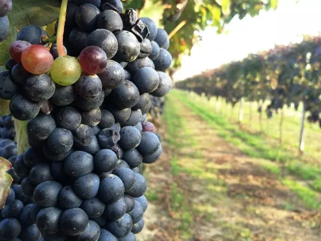 Azienda Agricola Alessandra Ravagli