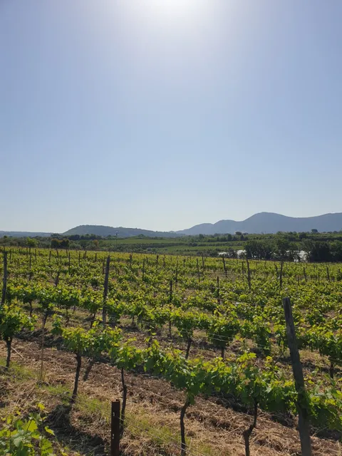 Azienda Vitivinicola Tenuta Maiurino, Produttori di vino Campano, Produttori di vino Primitivo, Aglianico, Greco e Fiano